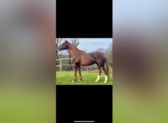 Thoroughbred, Stallion, 10 years, 16.2 hh, Chestnut