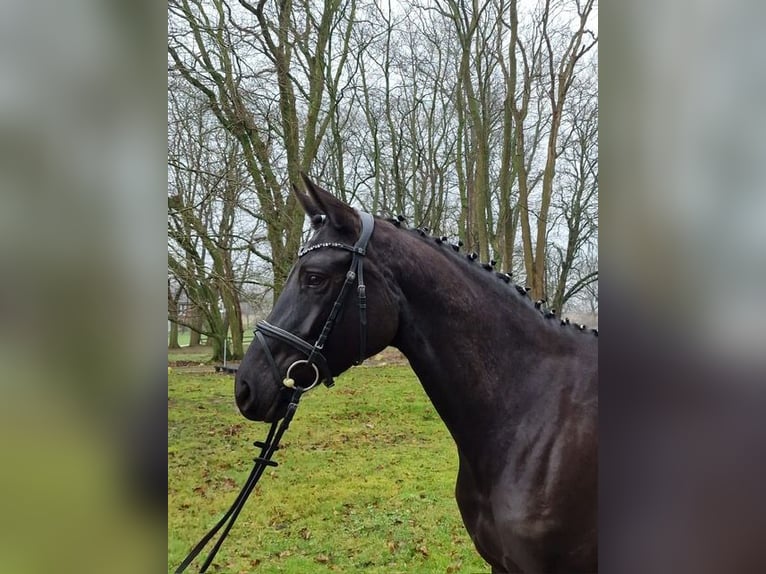 Trakehner Mare 5 years 16,1 hh Black in Bosau