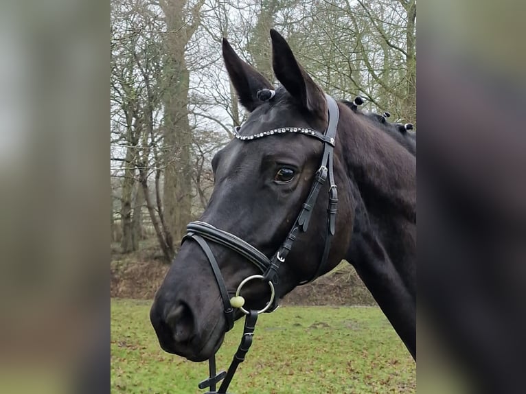Trakehner Mare 5 years 16,1 hh Black in Bosau