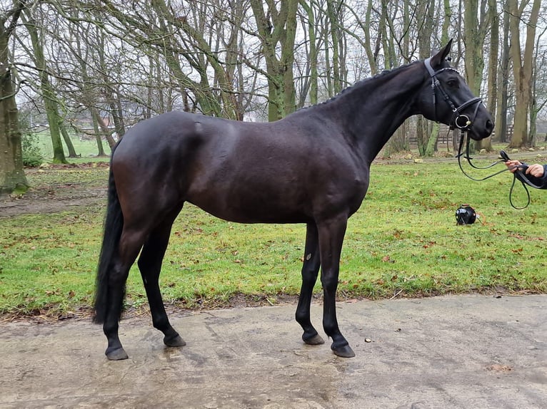 Trakehner Mare 5 years 16,1 hh Black in Bosau