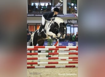 Trakehner, Stallion, 16 years, 15.2 hh, Pinto