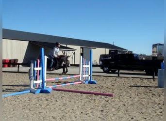 Welsh A (Mountain Pony), Gelding, 8 years, 12.3 hh, Gray