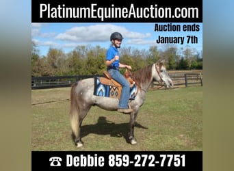 Welsh A (Mountain Pony), Gelding, 8 years, 12.3 hh, Gray