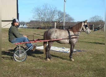 Welsh A (Mountain Pony), Gelding, 8 years, 12.3 hh, Gray