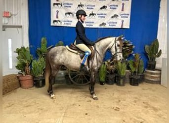 Welsh A (Mountain Pony), Gelding, 8 years, 12.3 hh, Gray
