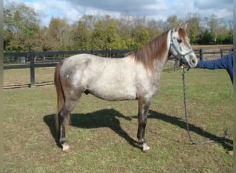 Welsh A (Mountain Pony), Gelding, 8 years, 12.3 hh, Gray