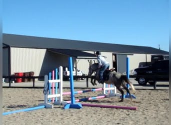 Welsh A (Mountain Pony), Gelding, 8 years, 12.3 hh, Gray