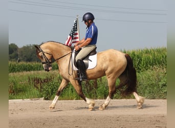 Welsh C (of Cob Type), Gelding, 5 years, 14 hh, Buckskin