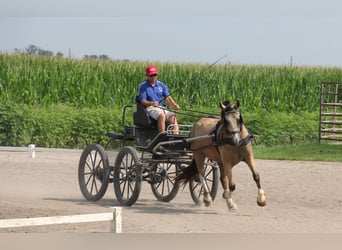 Welsh C (of Cob Type), Gelding, 5 years, 14 hh, Buckskin