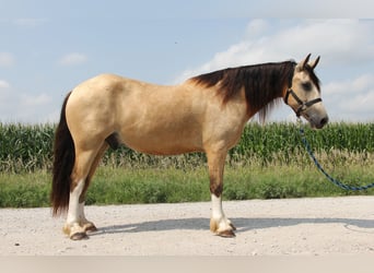 Welsh C (of Cob Type), Gelding, 5 years, 14 hh, Buckskin