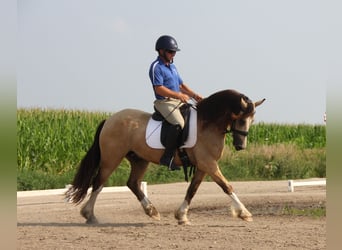 Welsh C (of Cob Type), Gelding, 5 years, 14 hh, Buckskin