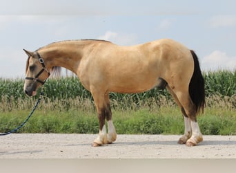 Welsh C (of Cob Type), Gelding, 5 years, 14 hh, Buckskin