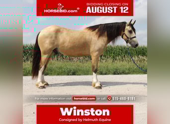 Welsh C (of Cob Type), Gelding, 5 years, 14 hh, Buckskin
