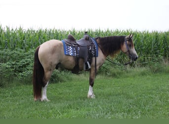 Welsh C (of Cob Type), Gelding, 5 years, 14 hh, Buckskin