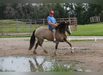 Welsh C (of Cob Type), Gelding, 5 years, 14 hh, Buckskin