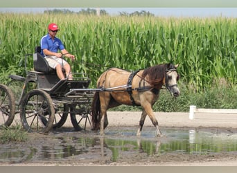 Welsh C (of Cob Type), Gelding, 5 years, 14 hh, Buckskin