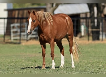 Welsh C (of Cob Type) Mix, Mare, 8 years, 12.3 hh, Sorrel