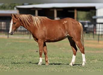 Welsh C (of Cob Type) Mix, Mare, 8 years, 12.3 hh, Sorrel