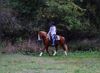 Welsh C (of Cob Type) Mix, Mare, 8 years, 12.3 hh, Sorrel