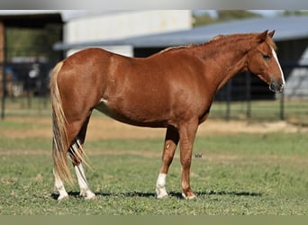 Welsh C (of Cob Type) Mix, Mare, 8 years, 12.3 hh, Sorrel