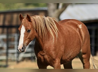 Welsh C (of Cob Type) Mix, Mare, 8 years, 12.3 hh, Sorrel