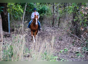 Welsh C (of Cob Type) Mix, Mare, 8 years, 12.3 hh, Sorrel