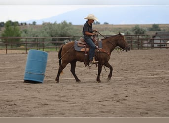 Welsh D (Cob) Mix, Mare, 9 years, 12.3 hh, Palomino