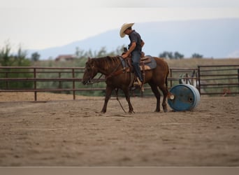 Welsh D (Cob) Mix, Mare, 9 years, 12.3 hh, Palomino