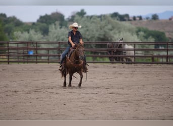 Welsh D (Cob) Mix, Mare, 9 years, 12.3 hh, Palomino