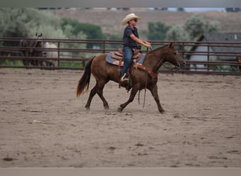 Welsh D (Cob) Mix, Mare, 9 years, 12.3 hh, Palomino