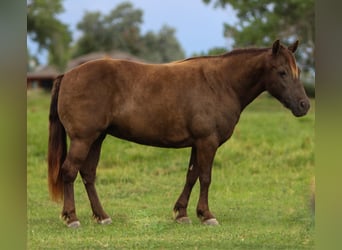 Welsh D (Cob) Mix, Mare, 9 years, 12.3 hh, Palomino