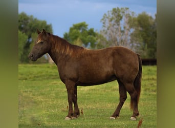 Welsh D (Cob) Mix, Mare, 9 years, 12.3 hh, Palomino