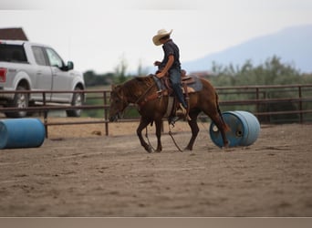 Welsh D (Cob) Mix, Mare, 9 years, 12.3 hh, Palomino