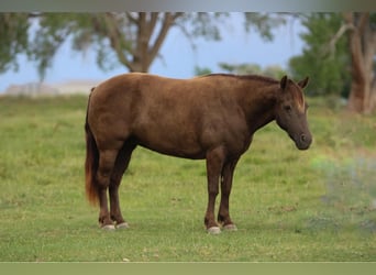 Welsh D (Cob) Mix, Mare, 9 years, 12.3 hh, Palomino