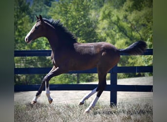 Westphalian, Gelding, 1 year, 16.1 hh, Bay-Dark