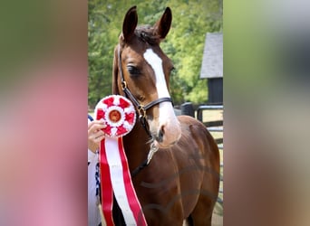 Westphalian, Gelding, 1 year, 16.1 hh, Bay-Dark