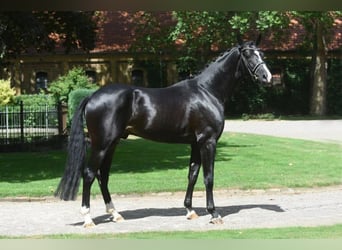 Westphalian, Gelding, 1 year, 16.1 hh, Bay-Dark