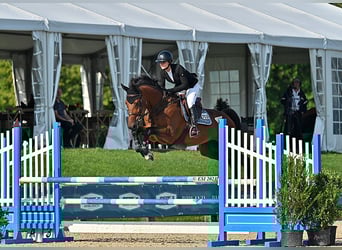 Westphalian, Gelding, 7 years, 17 hh, Bay