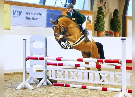 Westphalian, Stallion, 4 years, 16 hh, Brown