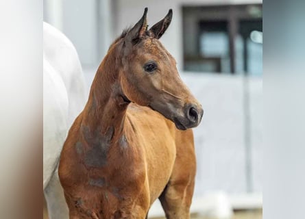 Westphalian, Stallion, Foal (04/2024), Brown